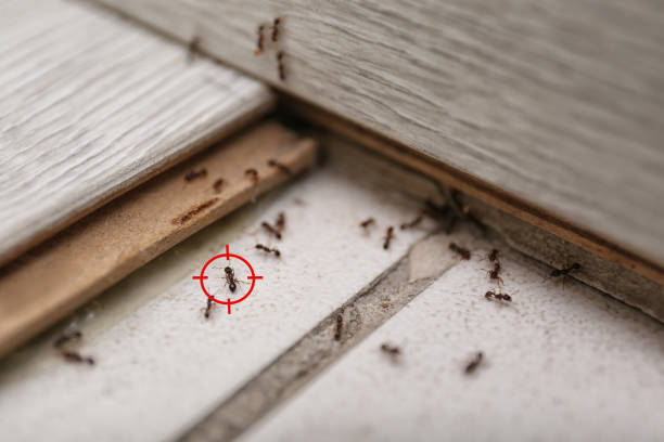 Best Exterminator Services  in Yucos, CA