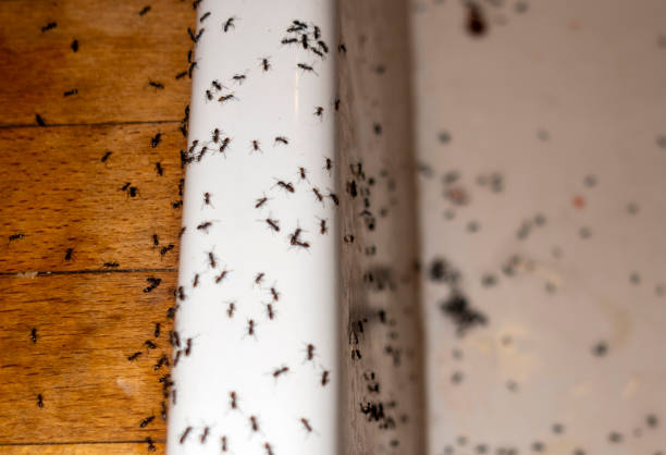 Best Emergency Pest Control  in Yucos, CA